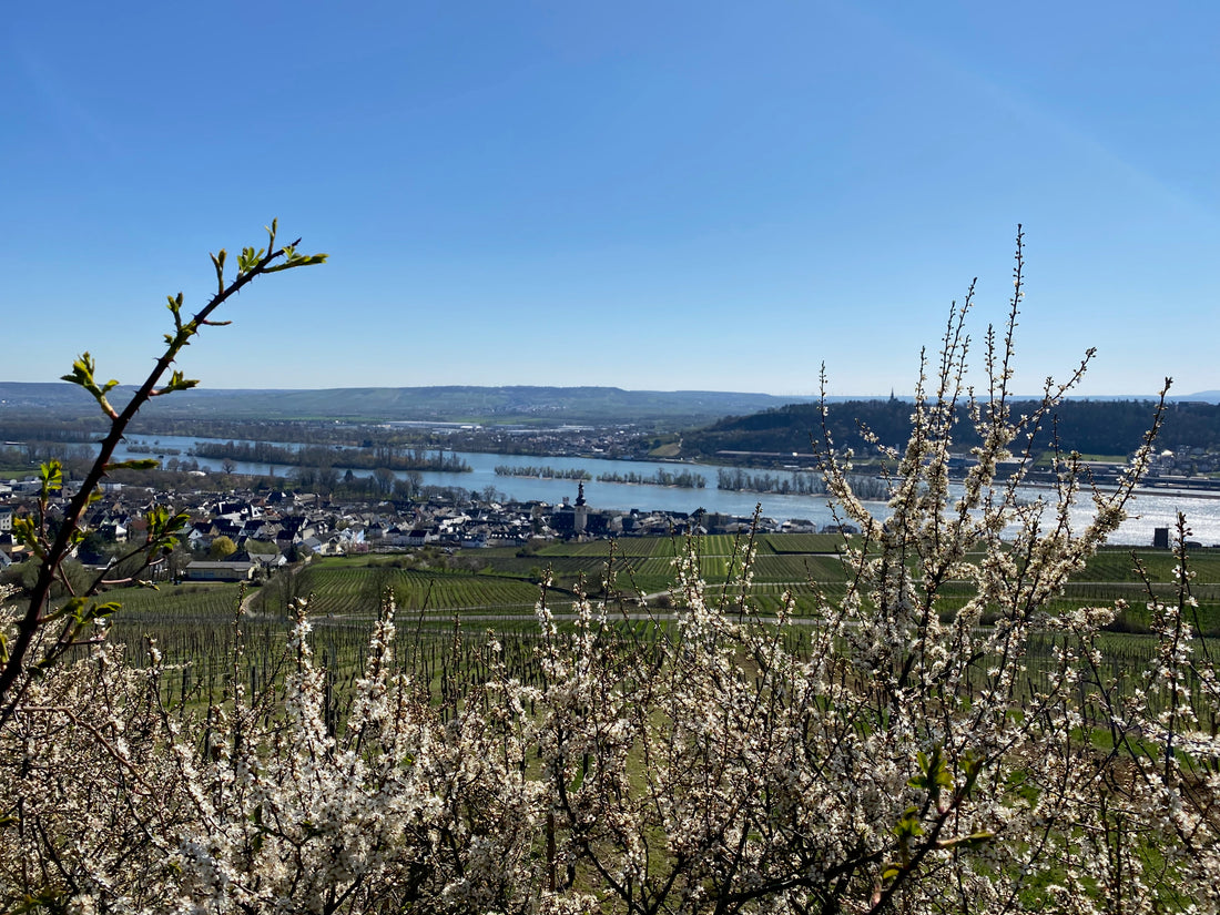 Rheinhessen-Rheingau-1-1