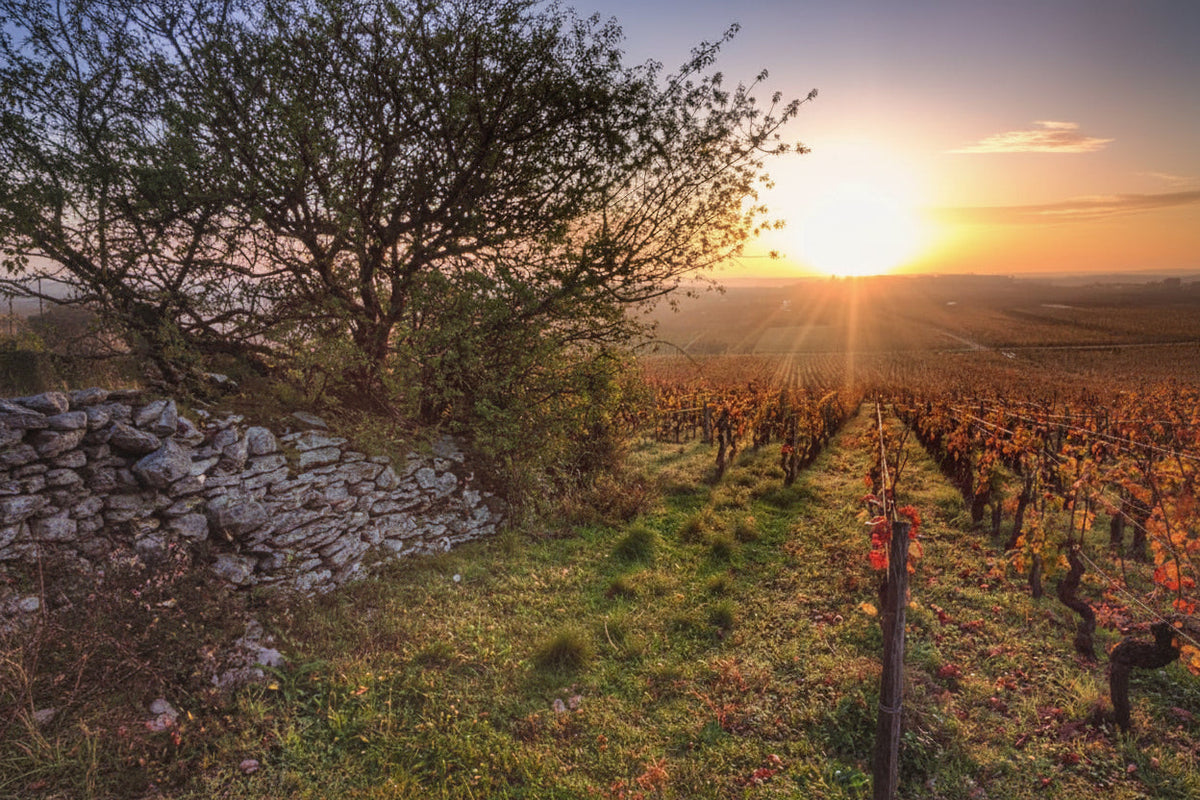 Domaine Arlaud