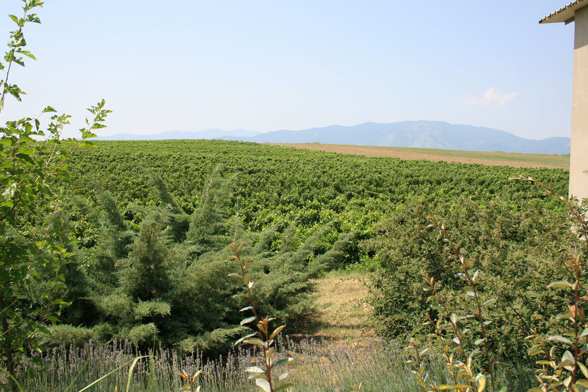 Chatzivaritis Estate