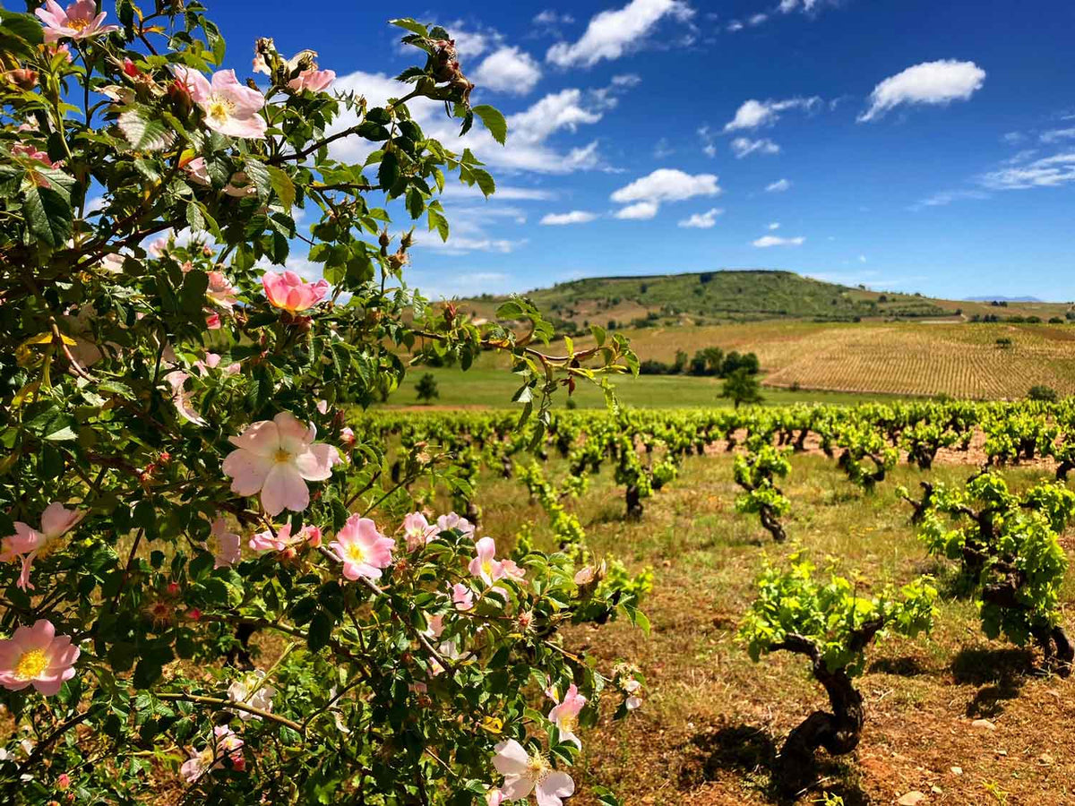Bodegas Demencia de Autor