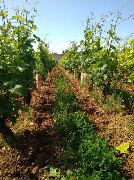 Domaine Truchetet