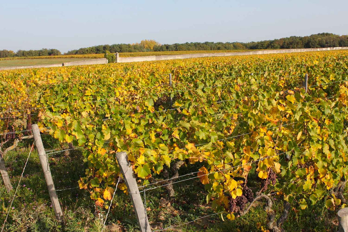 Domaine de la Taille aux Loups