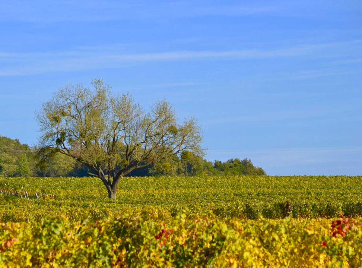Domaine des Roches Neuves