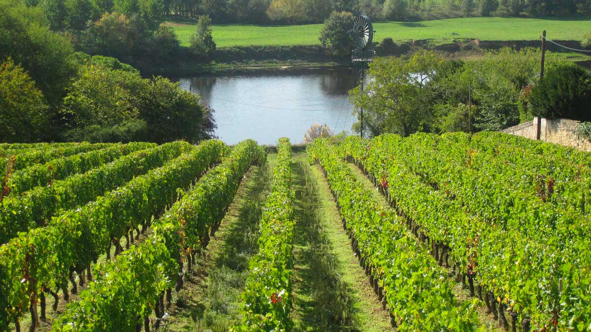 Domaine Charles Joguet