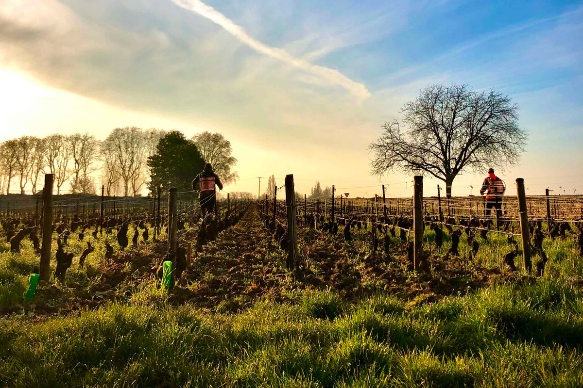 Rougeot Père & Fils Weingut