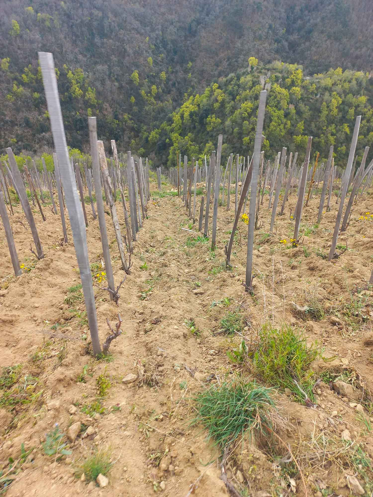 Domaine de I'Iserand