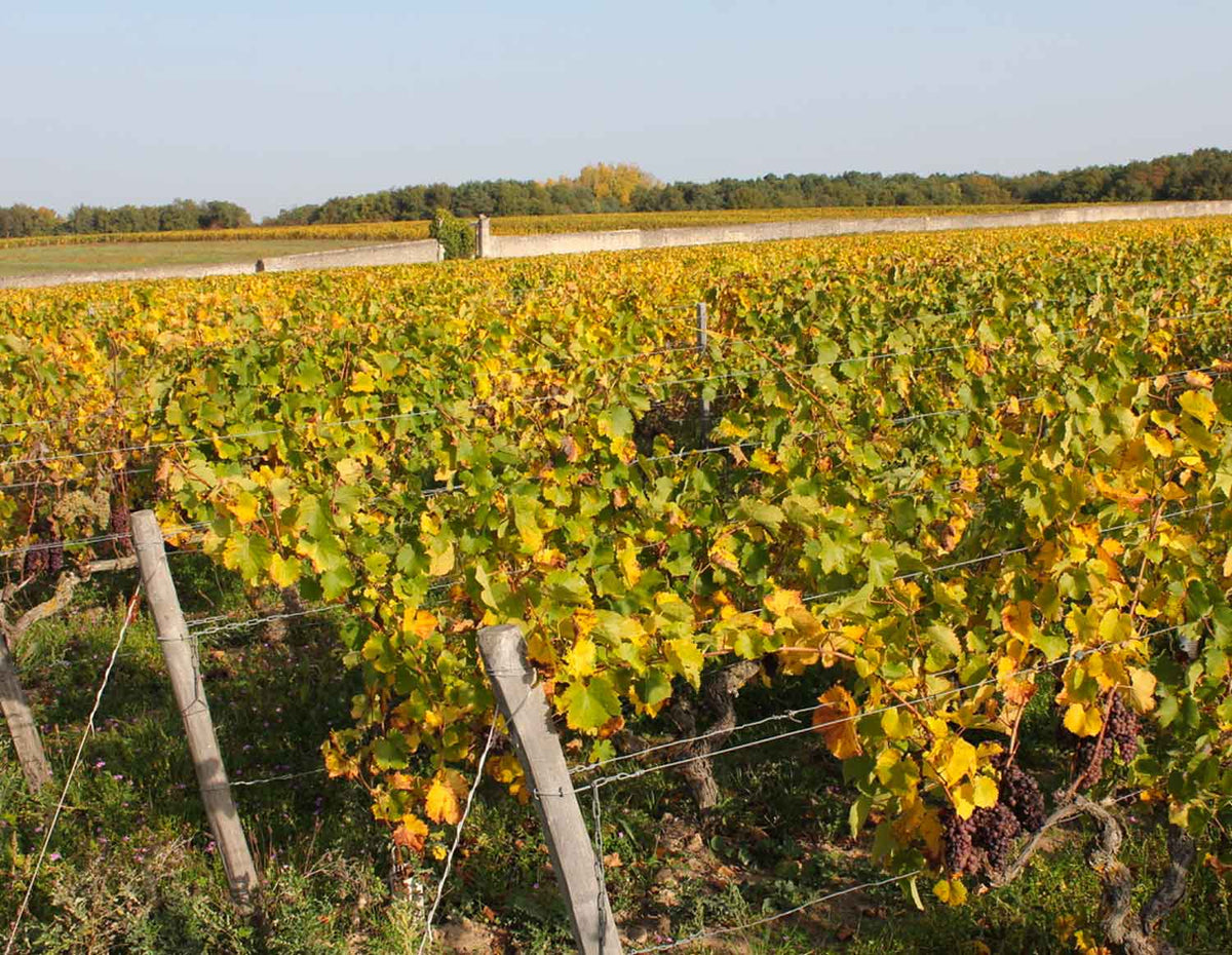 Domaine de la Butte