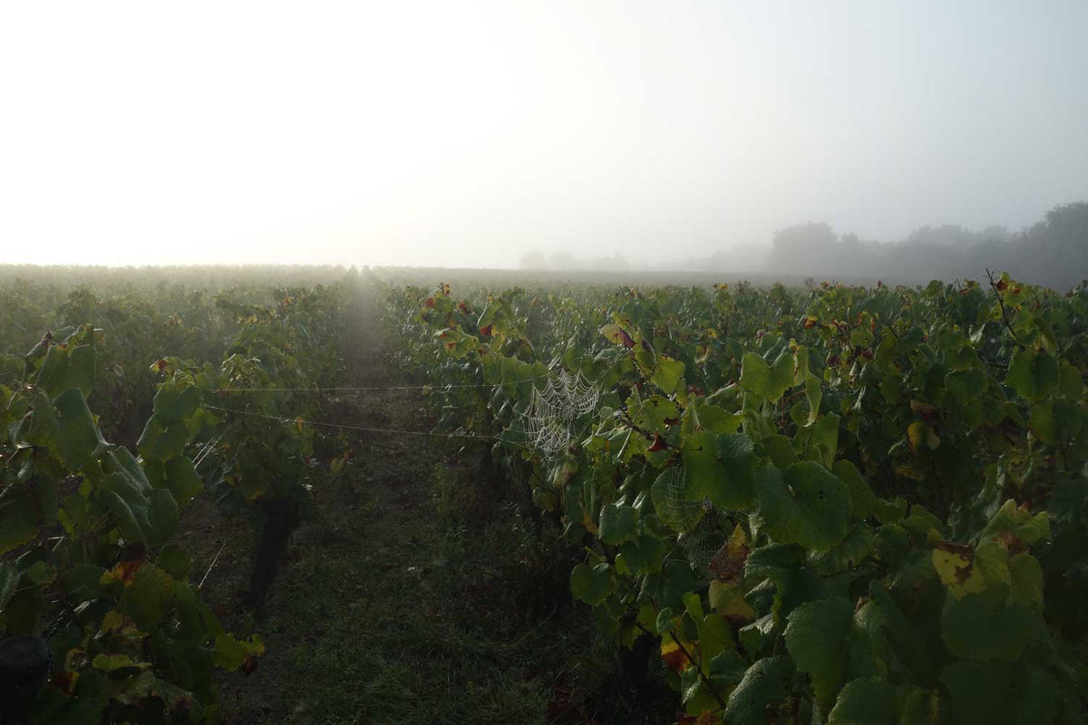 Domaine de la Pépière