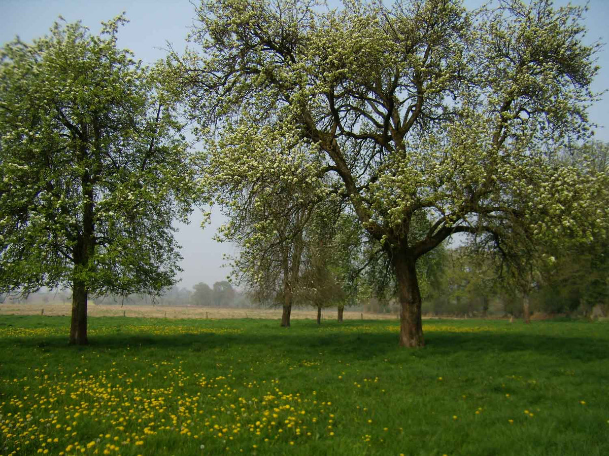 Domaine Eric Bordelet