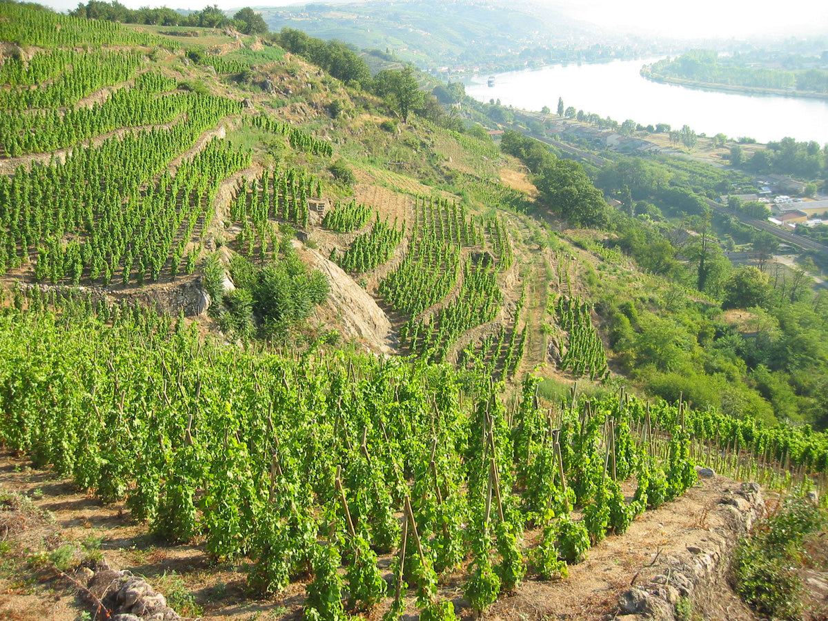 Domaine François Villard