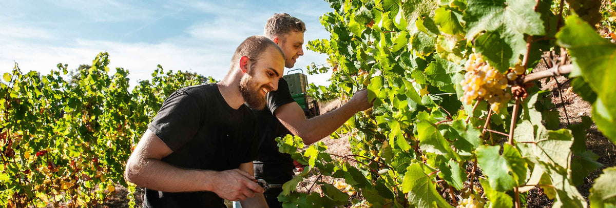 Heiligenblut Weingut