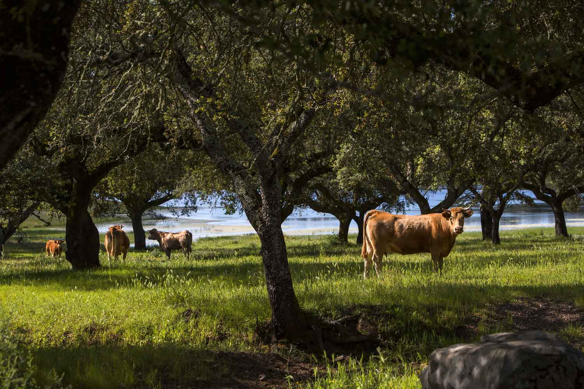 Herdade da Calada