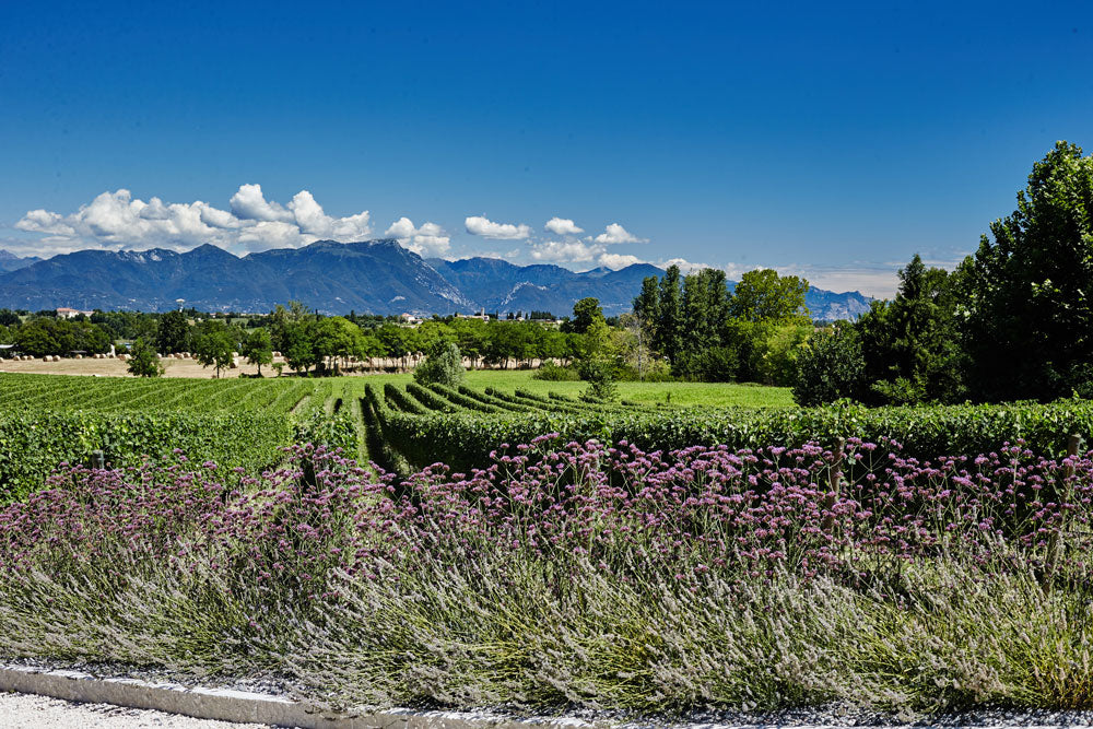 Montonale