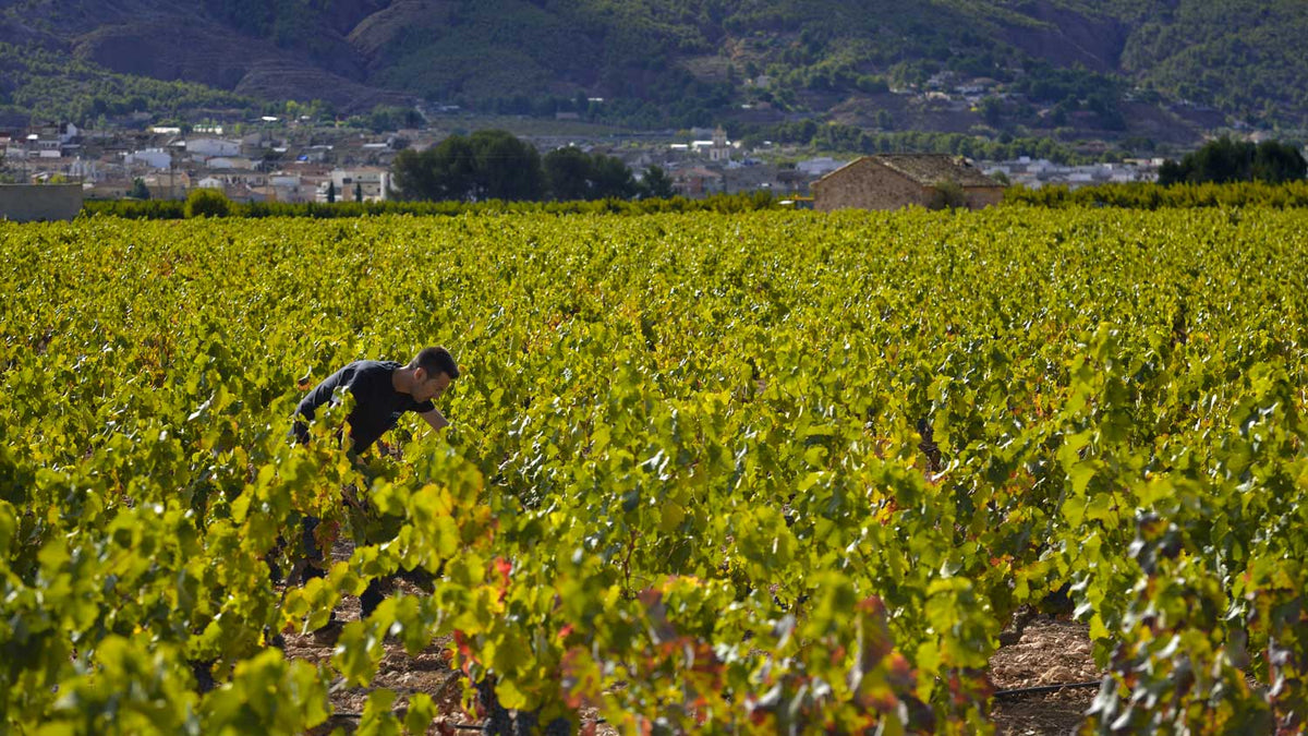 Bodegas Pinoso