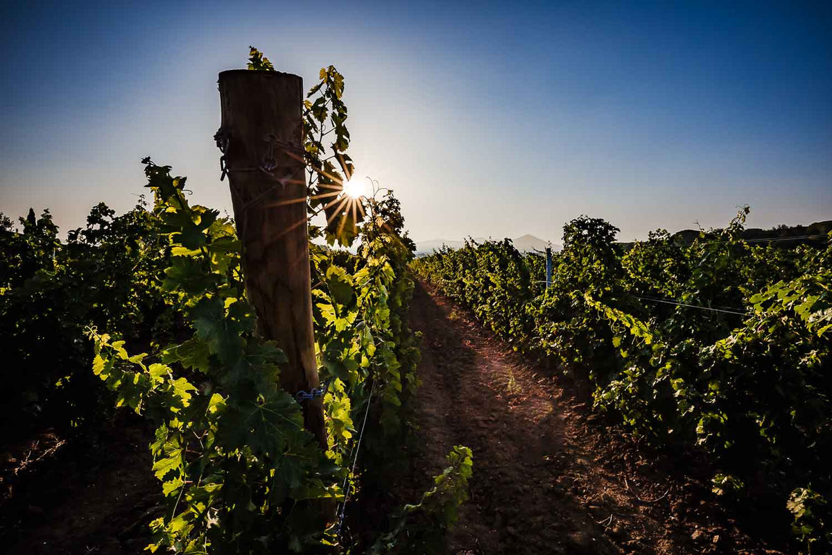 Fattoria Casa di Terra