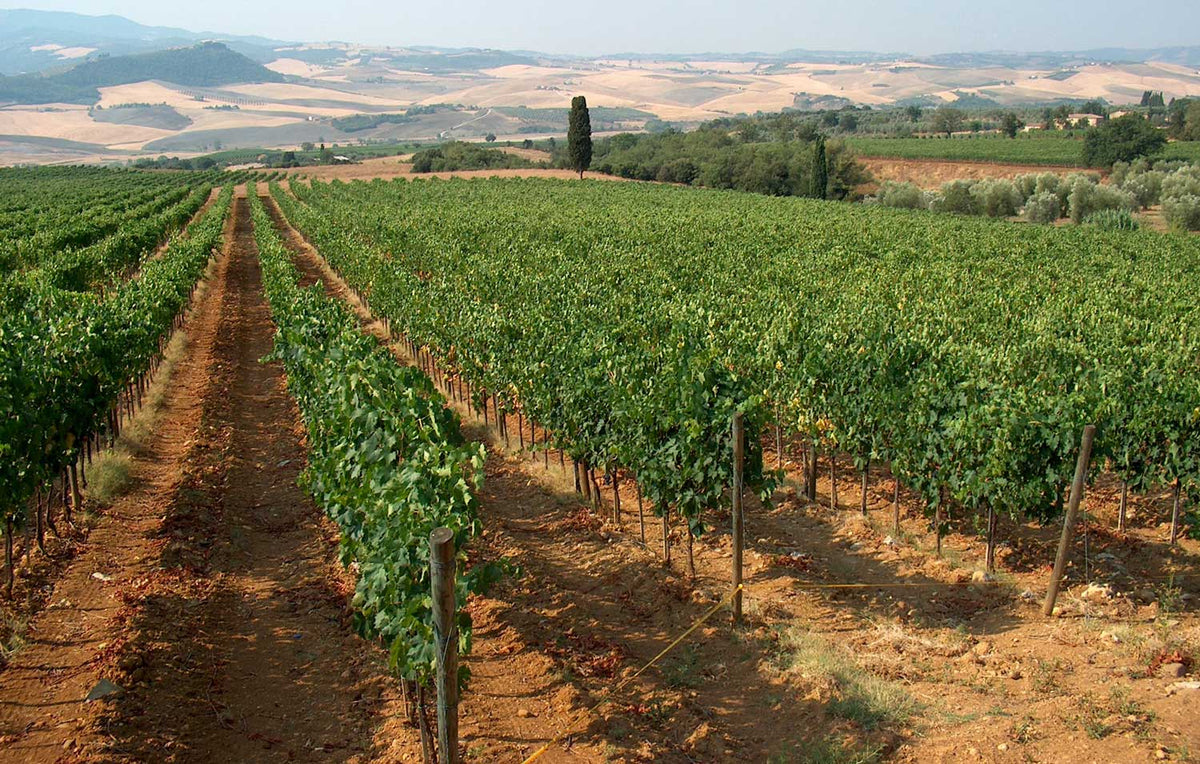 Tenuta di Sesta