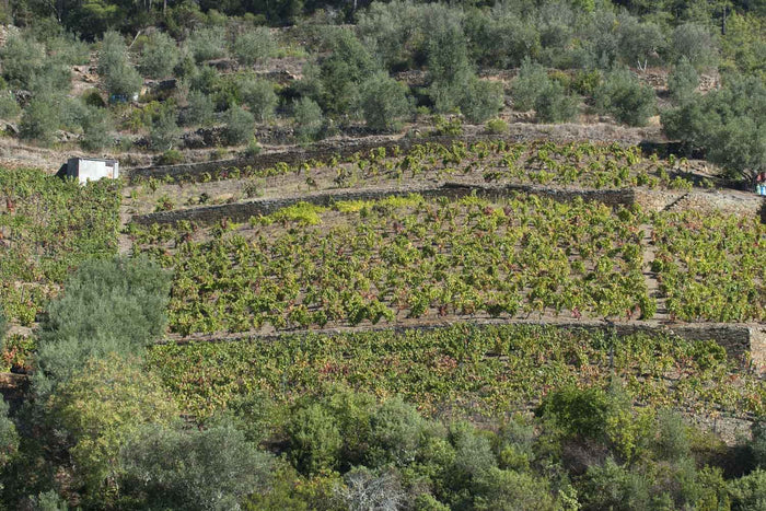 Luis Seabra im Weinberg weit über dem Tal