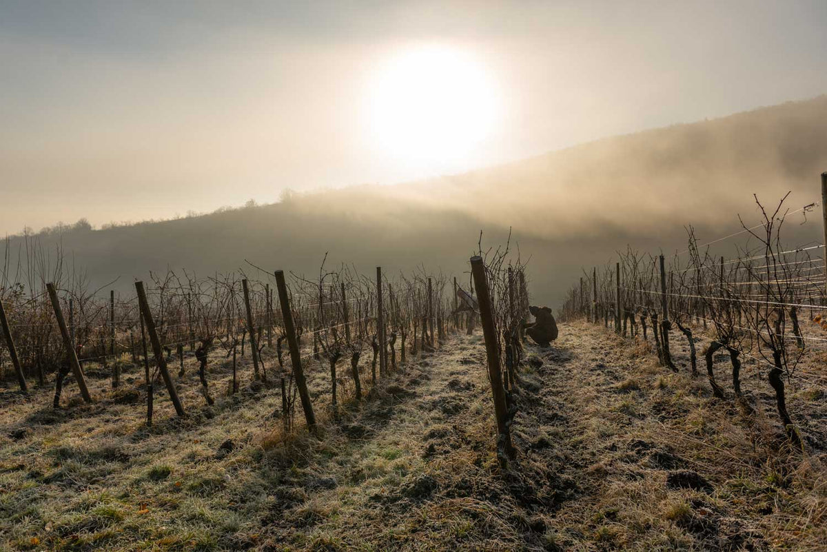 Unsere Weingüter aus der Region Languedoc: