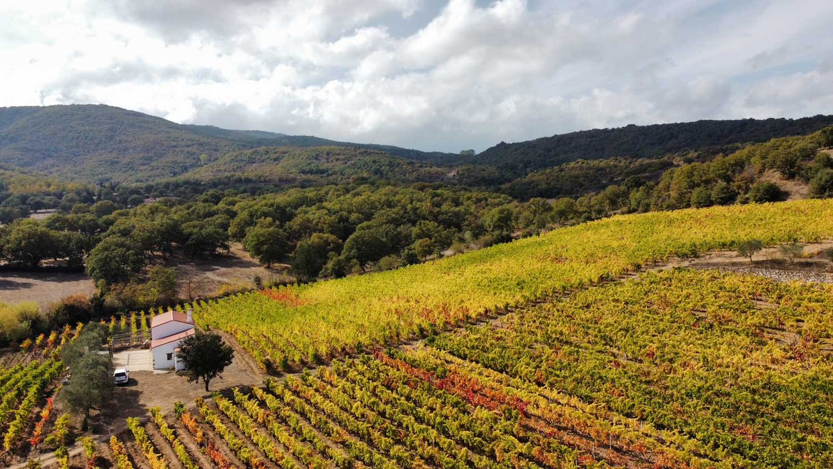 Unsere Weingüter aus der Region Sardinien: