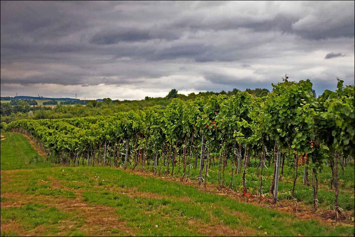 Weinberg des Weinguts Slobodné Vinárstvo