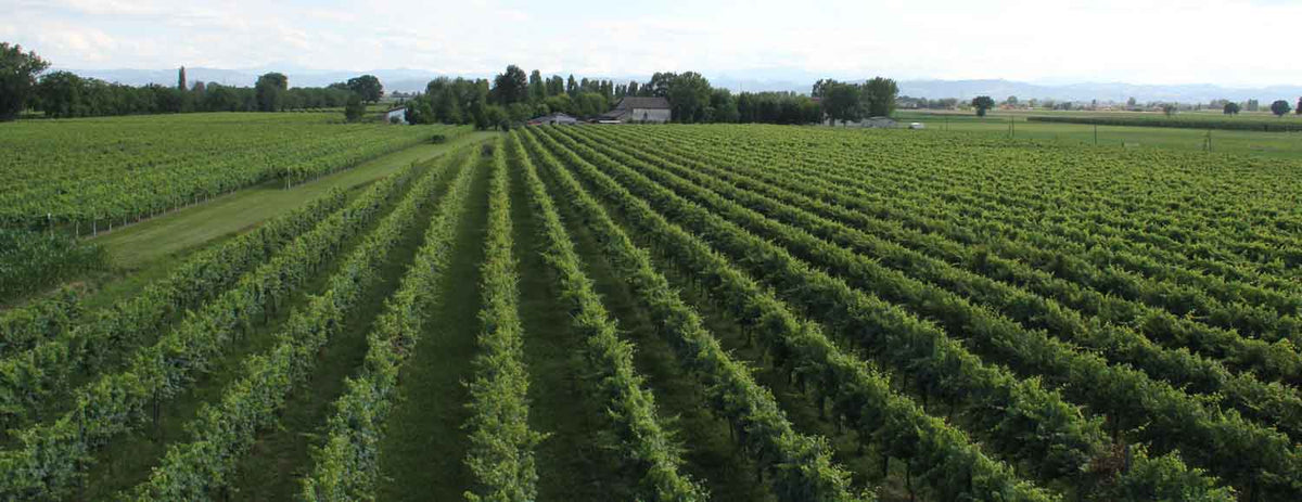 Lusvardi Wine
