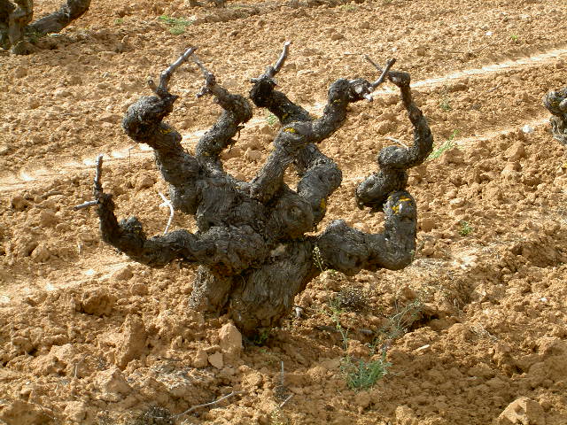 Bodegas Vilano
