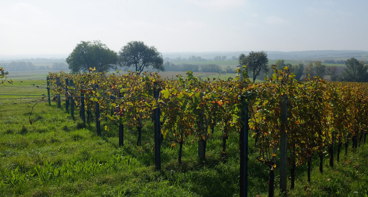 Unsere Weingüter aus der Region Sopron: