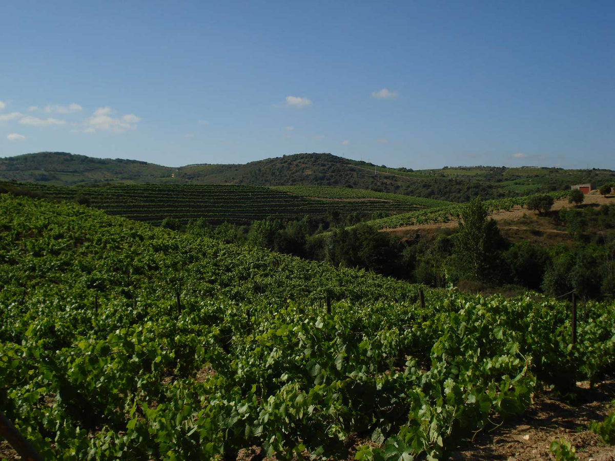 Conceito Vinhos