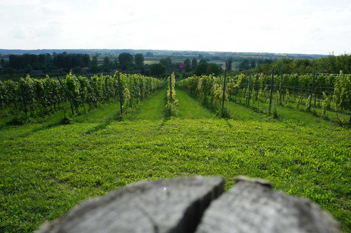 Weinreben des Weingutes Dom Bliskowice