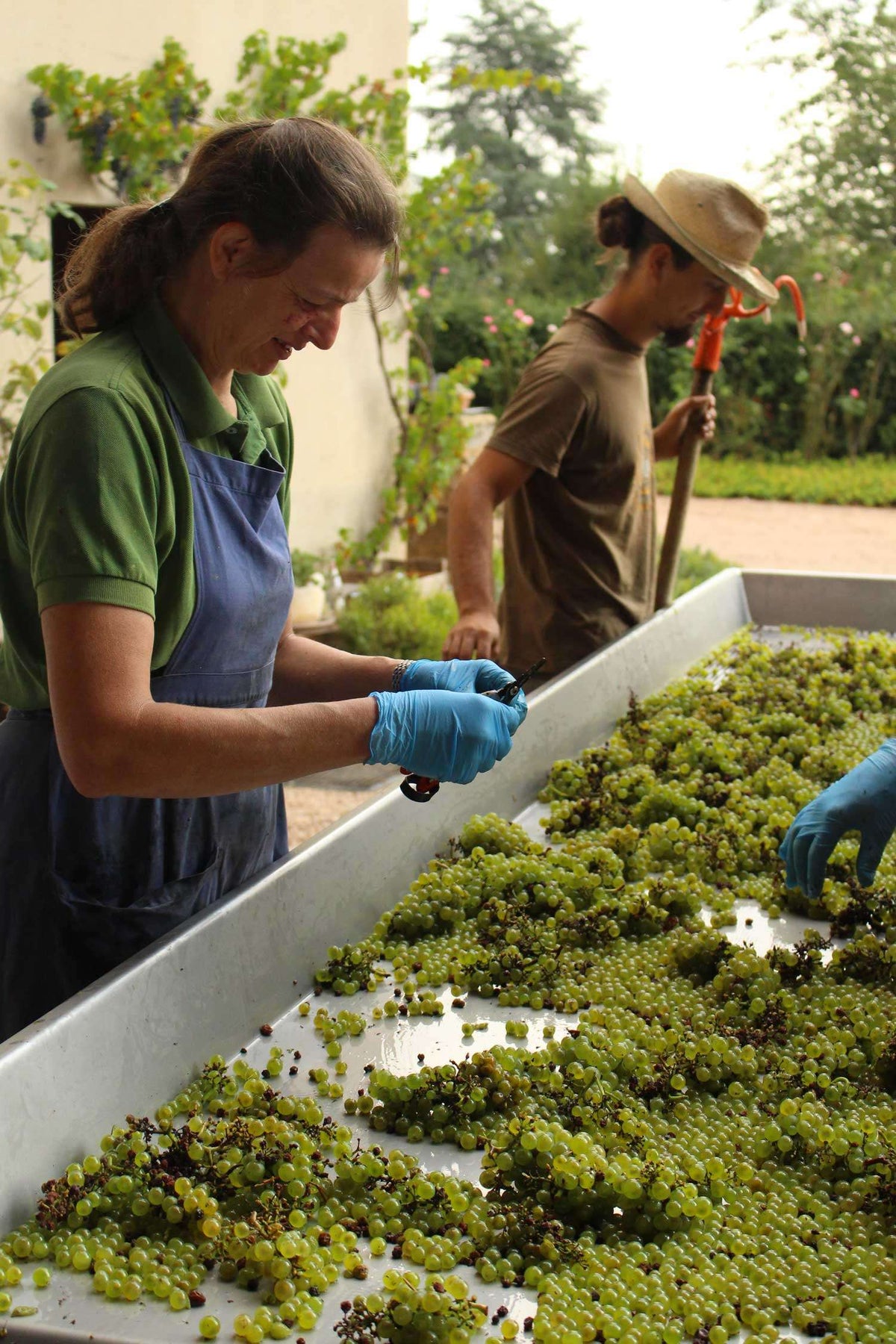 Céline & Laurent Tripoz bei der Auslese der Beeren in der Kelterei