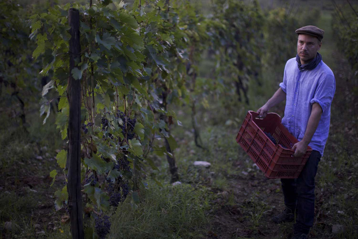 Daniele Dzieduszycki von Fattoria di Sammontana bei der morgendlichen Ernte