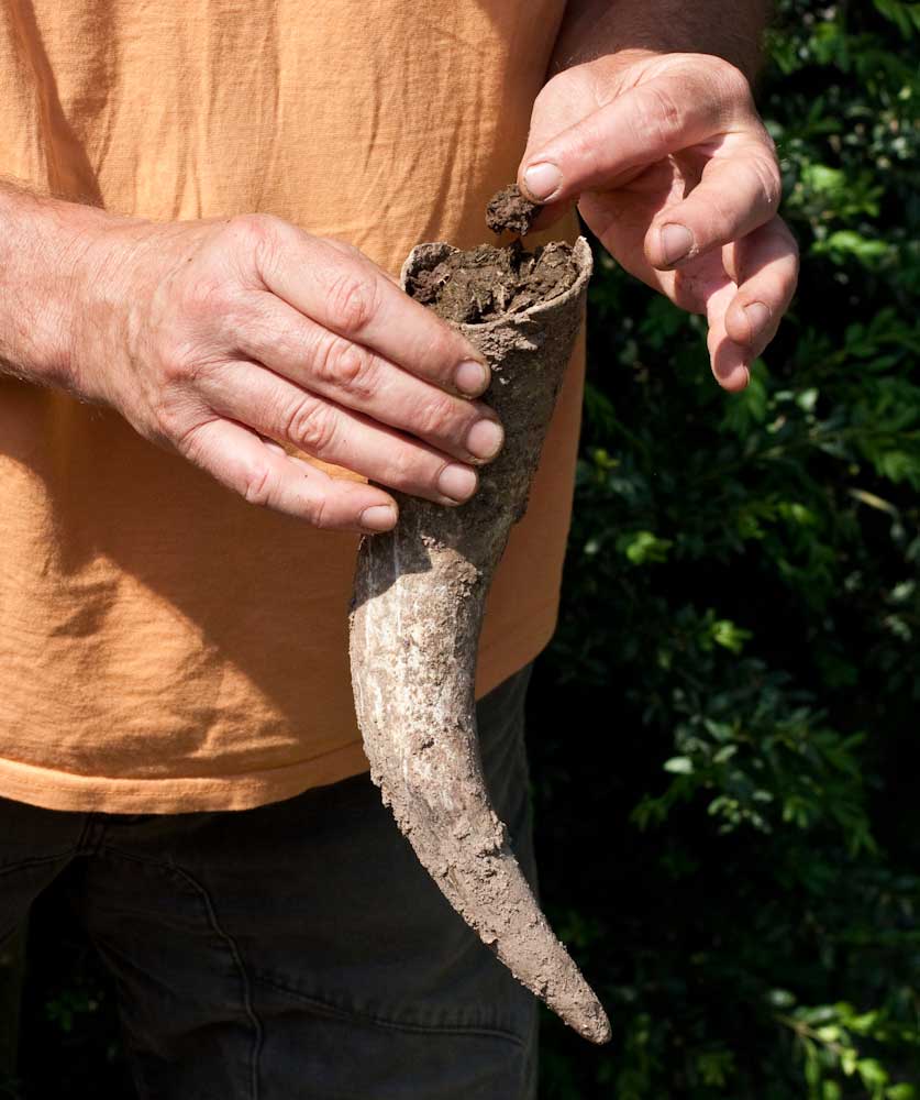 Biodynamie und das kuhhorn bei Foradori