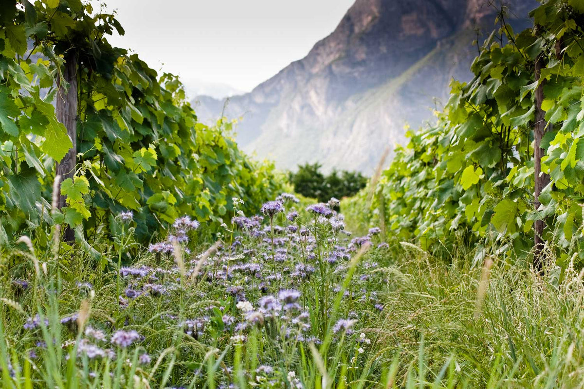 Biodiversität in den Rebzeilen bei Foradori