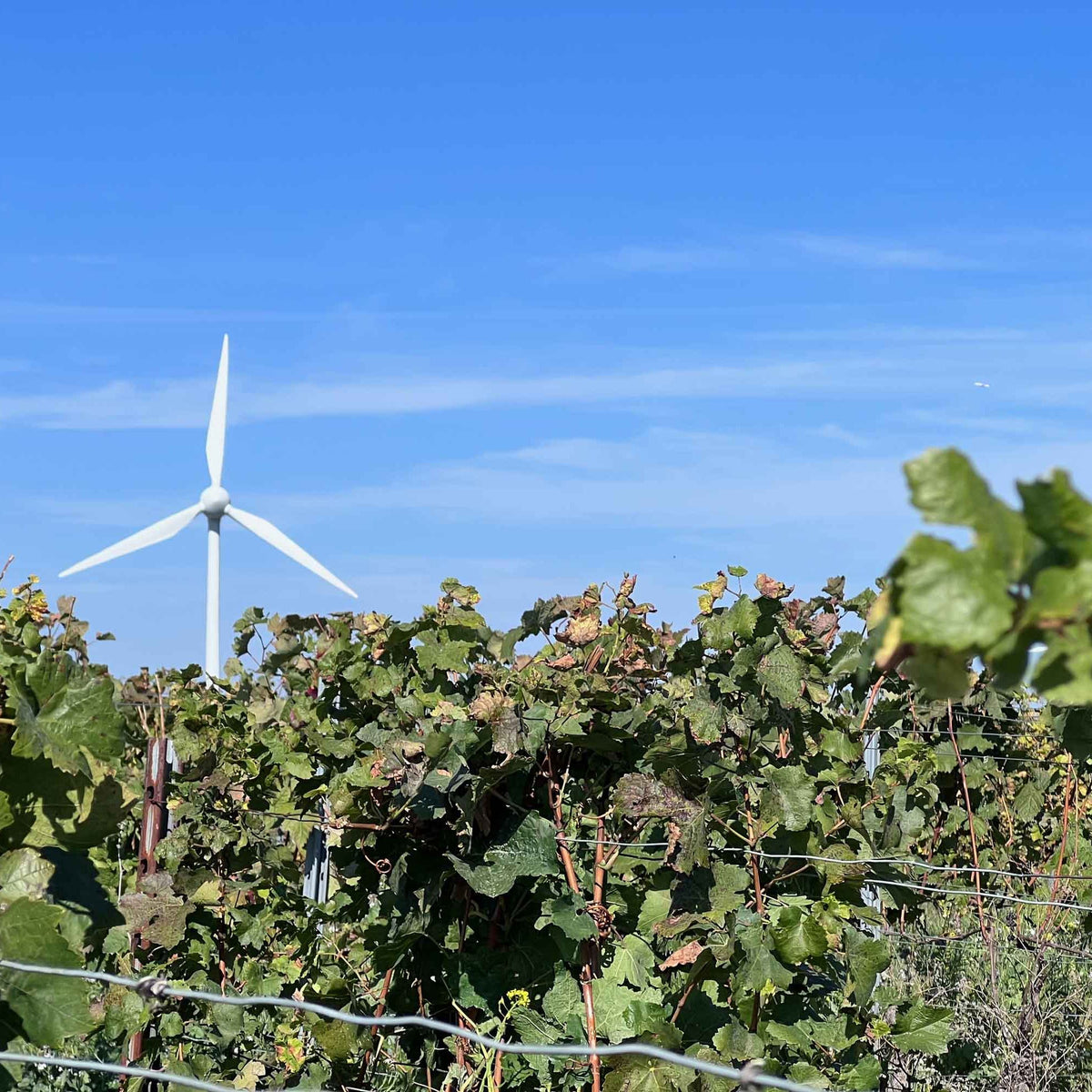 Hotspot deutscher Weinkultur – Großer Weinabend mit 12 rheinhessischen Weinen