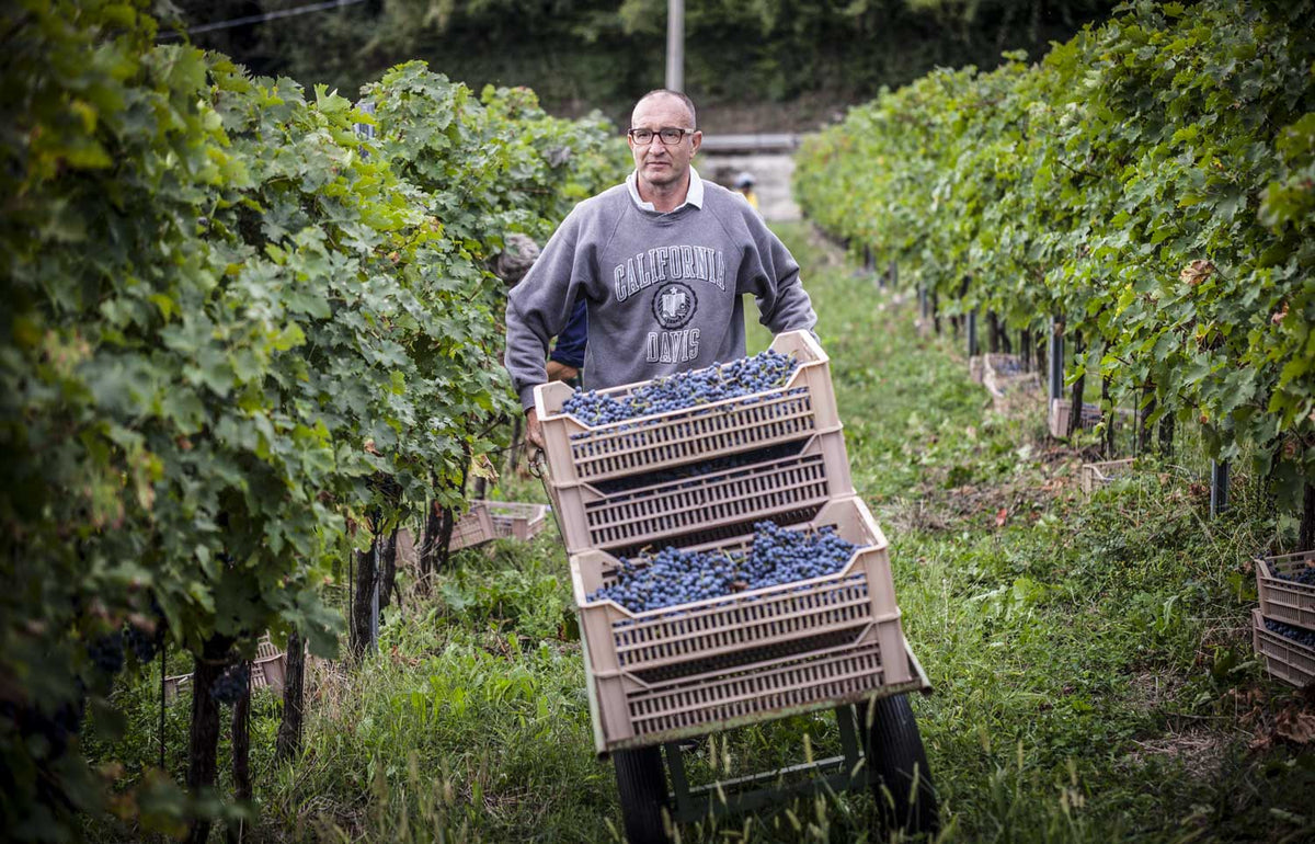 Marco Margoni von Dalle Ore beim sammeln der Erntekisten