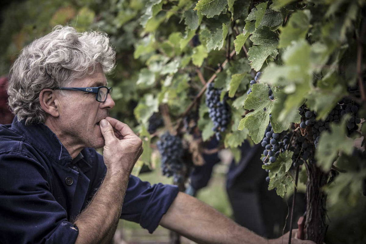 Marco Margoni von Dalle Ore im Weinberg bei der Verkostung der Beeren