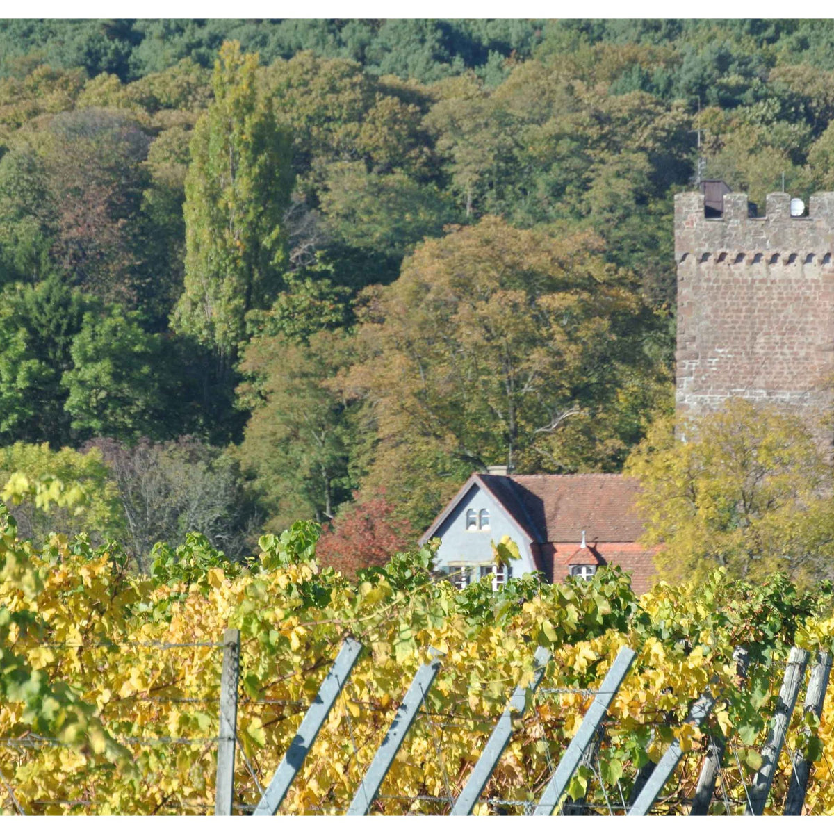 Die Pfalz im Glas – Großer Weinabend mit 12 Pfälzer Weinen