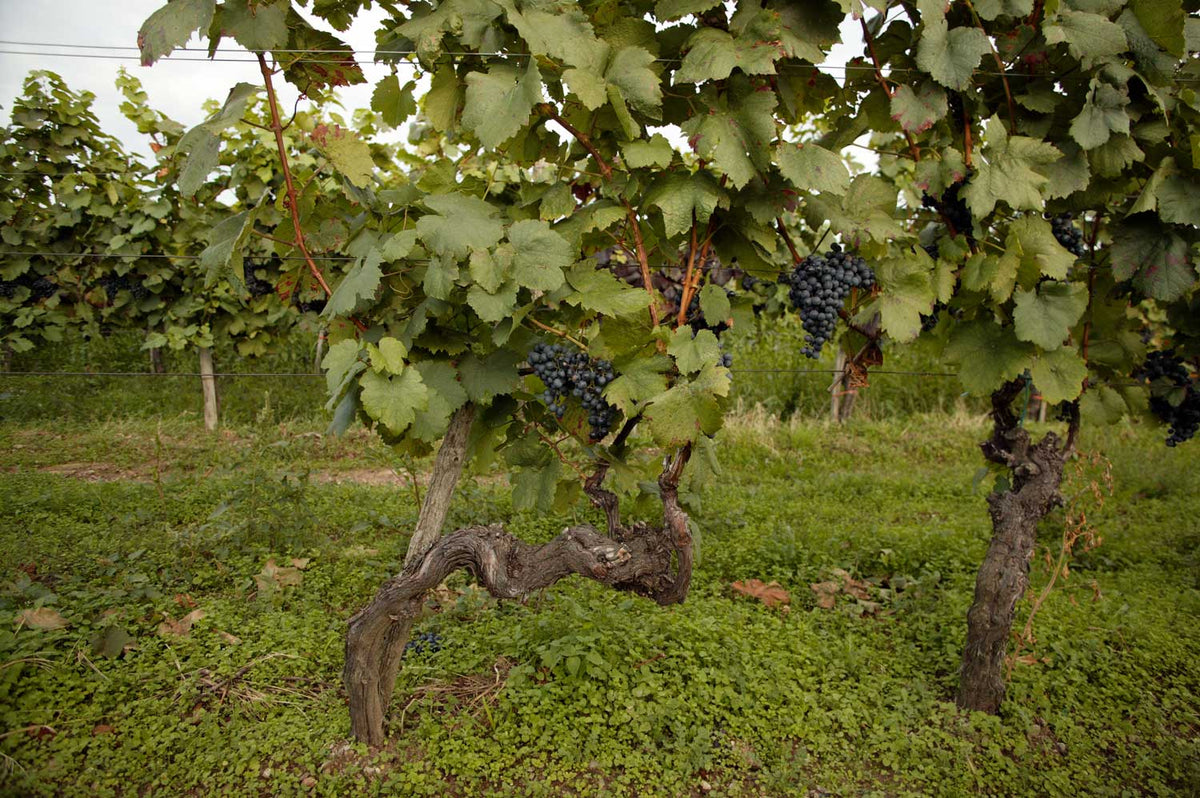 Weinreben Weingut Moric 