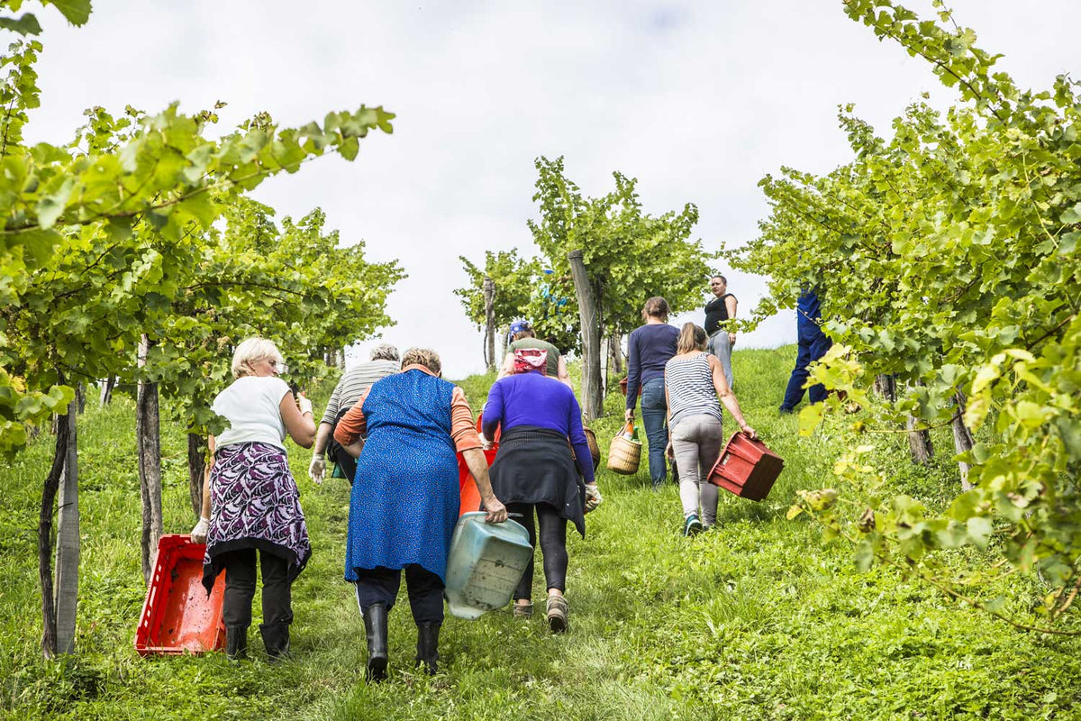 Weinlese auf Weingut Sepp Muster