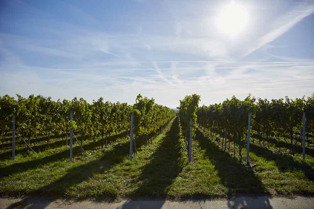 Rebzeilen von Stefam Meyer in der Sommersonne