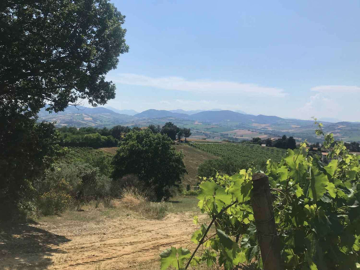 Blick über die Weinberge von Terralibera in die Ferne