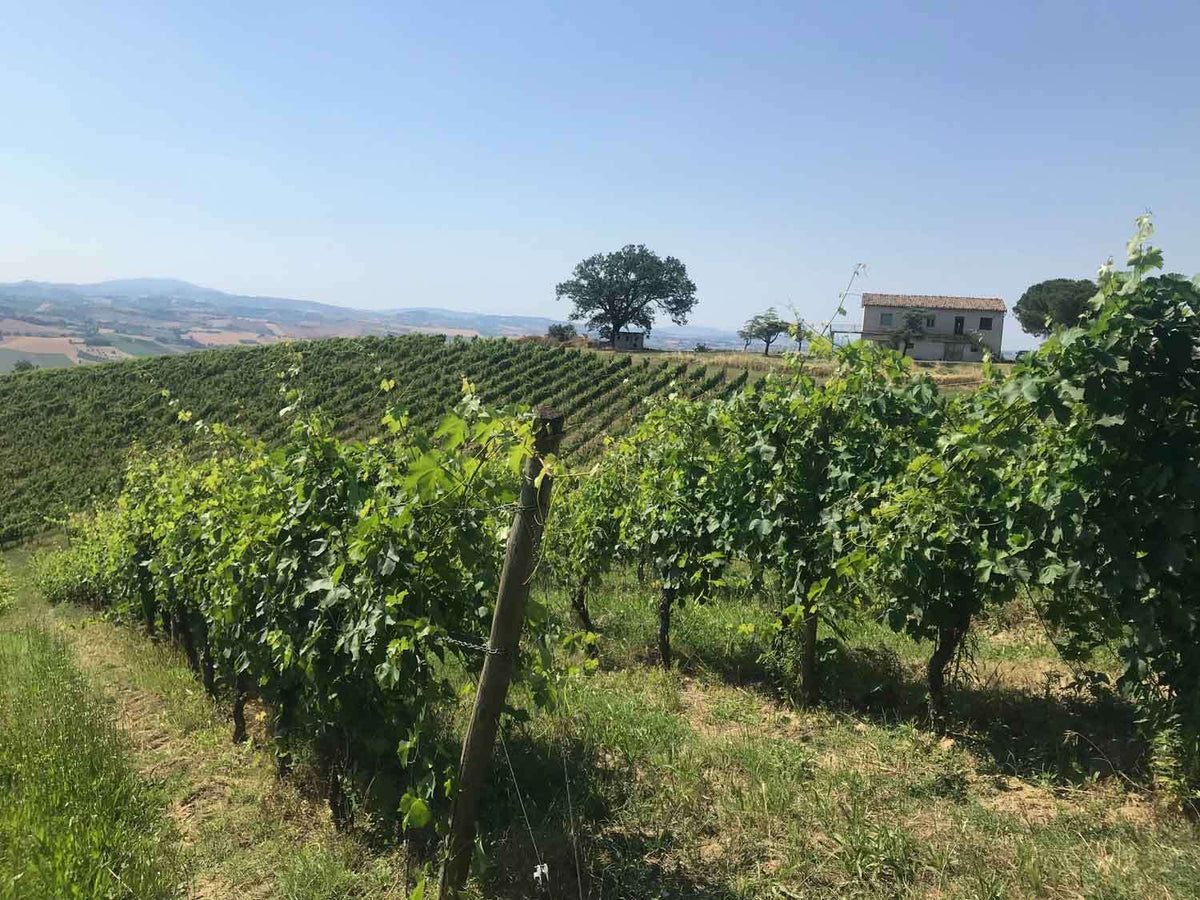 Blick auf das Weingut Terralibera mit den angrenzenden Weinbergen