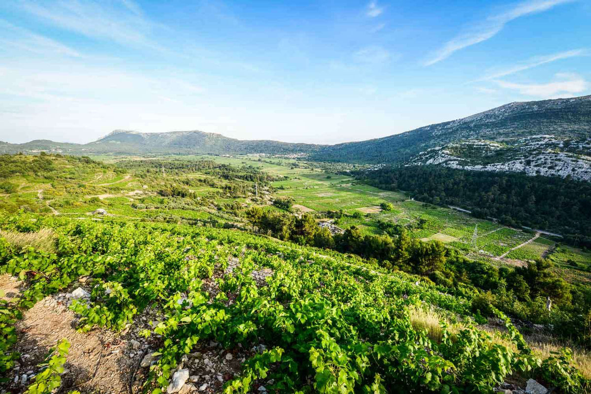 Hocheben mit Weinberg Križ vom Weingut Križ