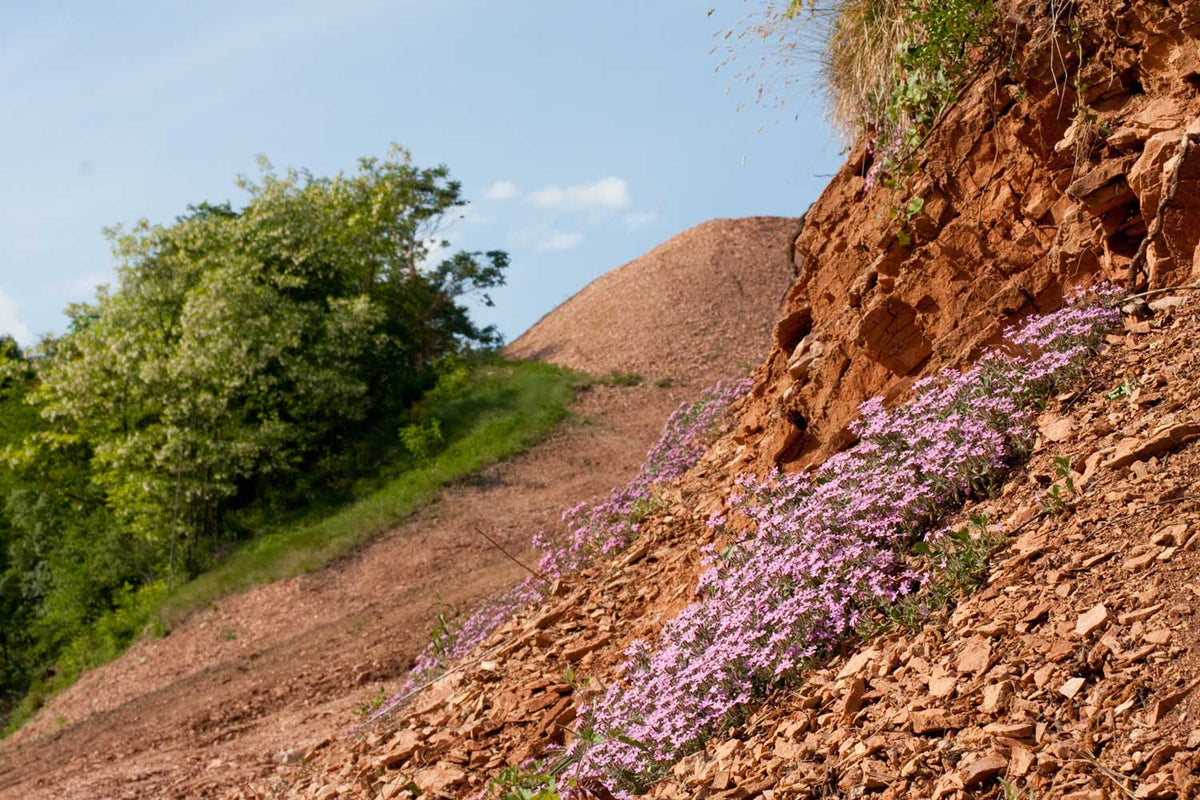 Blumen auf dem Gesteinsboden des Weinbergs Fontana Santa