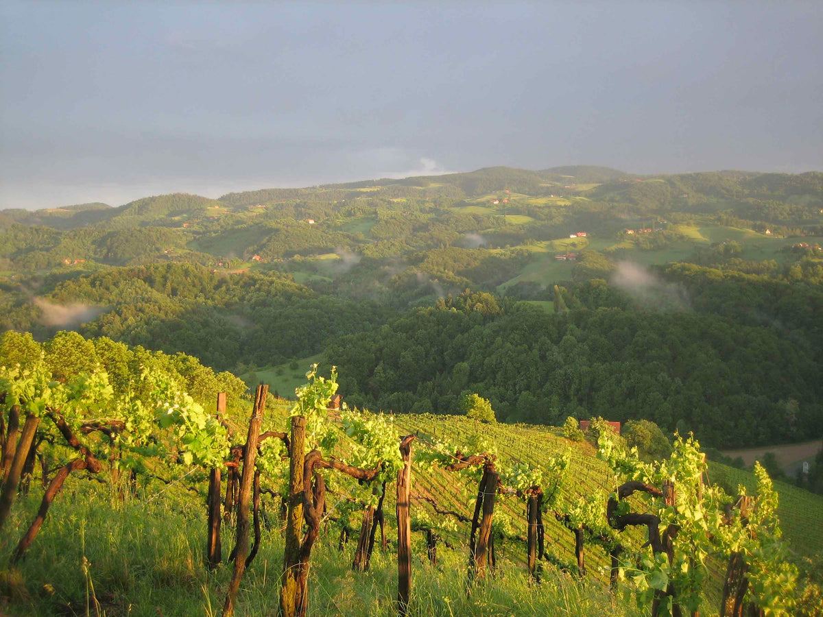 Weinberge Weingut Andreas Tscheppe