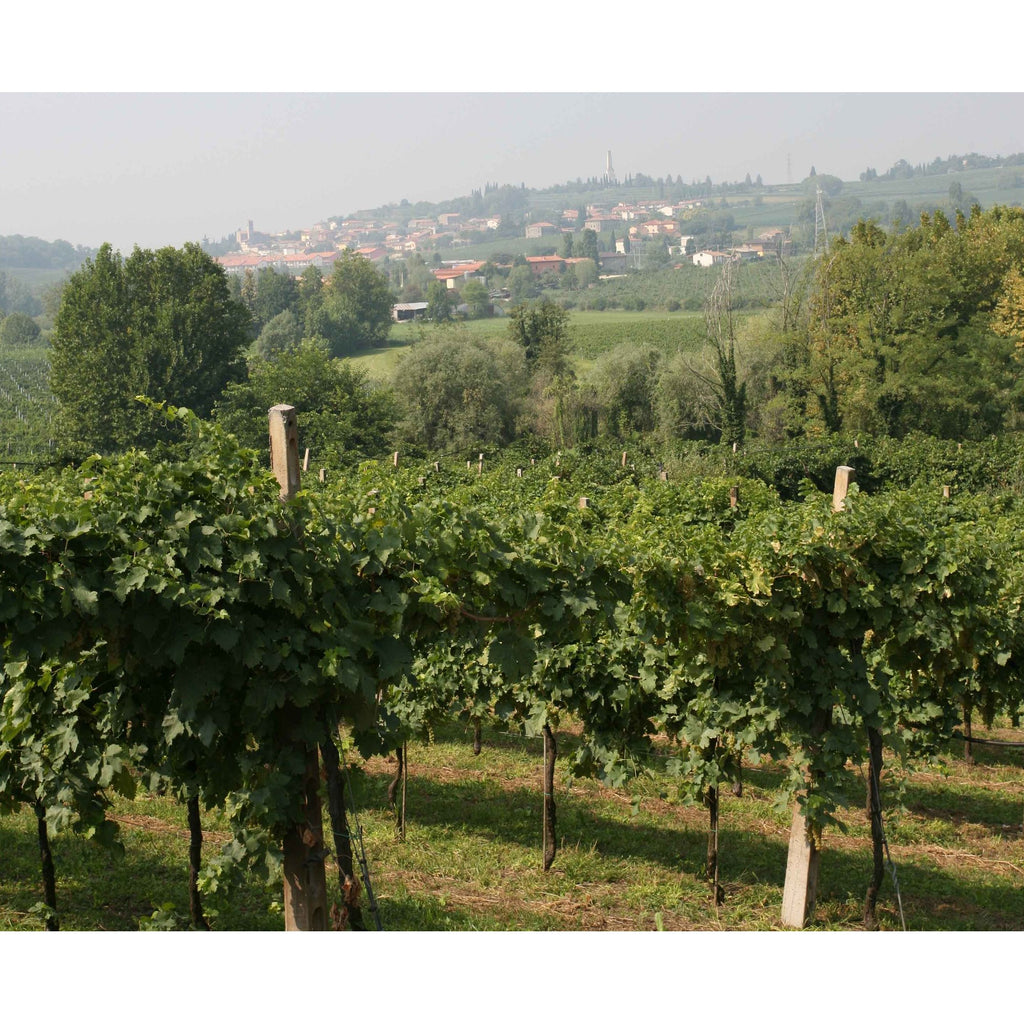 Weingut_Gorgo_Venezien_titelxq8HKyaM1mwgU