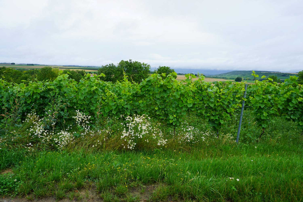 Blick auf eine von Blten und Gräsern durchwachsene Rebanlage