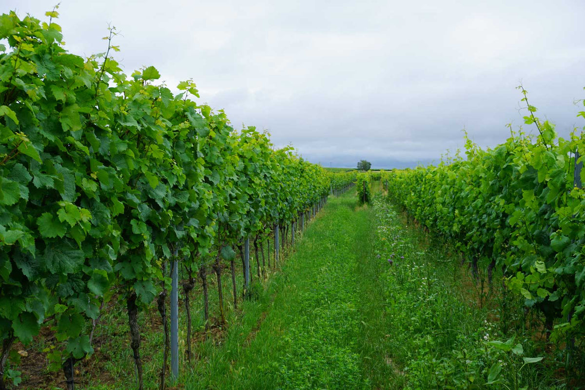 Blick in eine begrünte Rebzeile von Knewitz