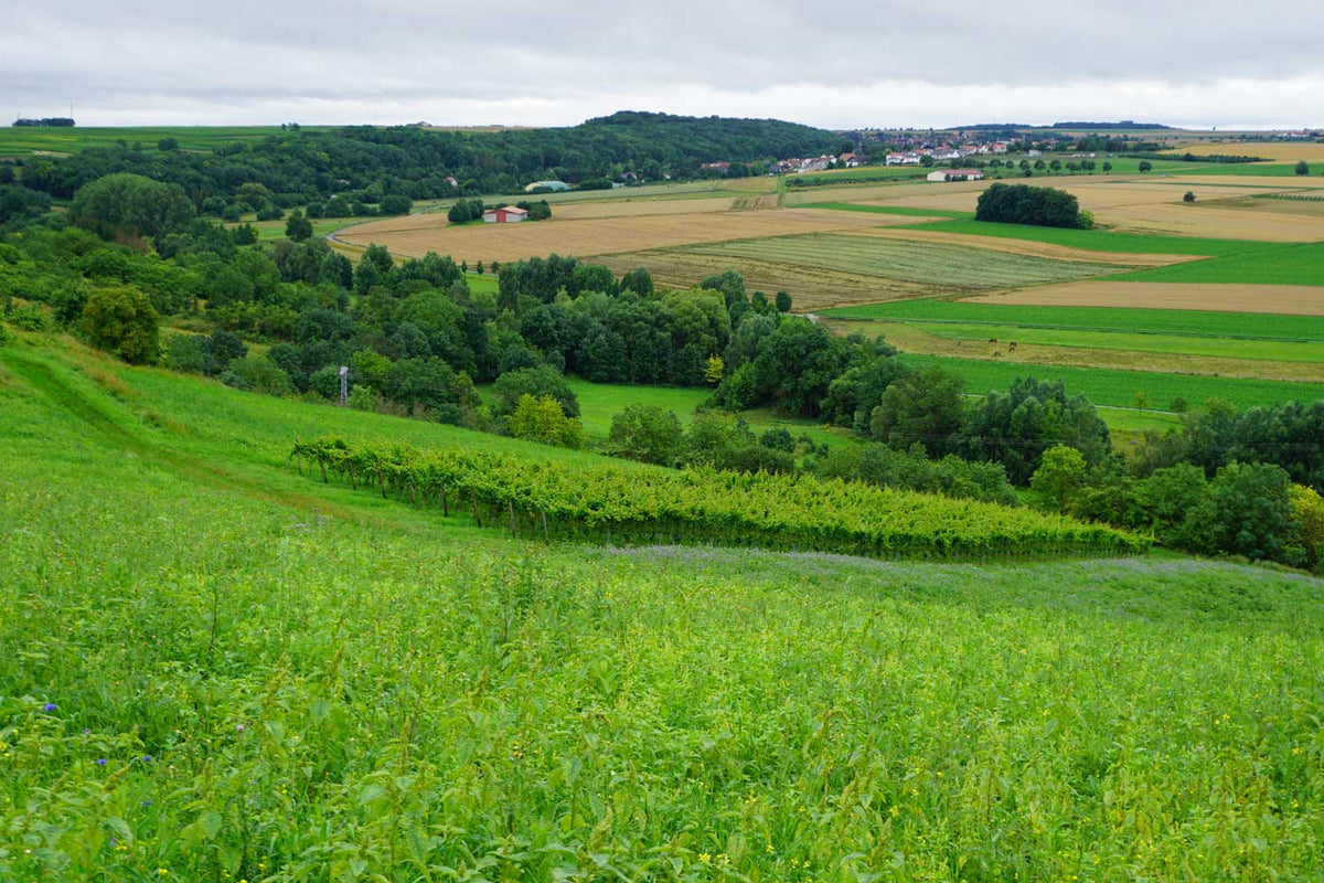 Blick auf einen Weinberg von Knewitz im saftigen Frühjahrs grün