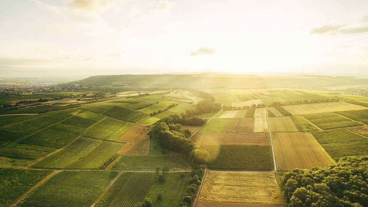 Luftbild von den Weinbergen vom Weingut Knewitz
